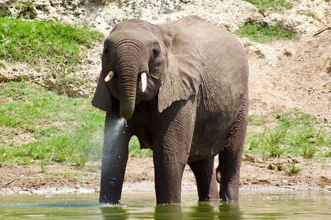 Mambo Gorilla Safaris, is an African based Tour Agency, offering the best ever - How Didan-Style Guidance Changes the Feel of the Trip