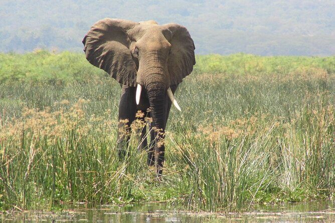 Murchison Falls 2 Days Game Safari (4 people Minimum required) - Wildlife Focus on Day 2: Crossing the Nile and a Final Game Drive