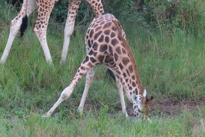Murchison Falls 2 Days Game Safari (4 people Minimum required) - Day 1 at Murchison Falls: Top of the Falls Walk and Lunch Choices