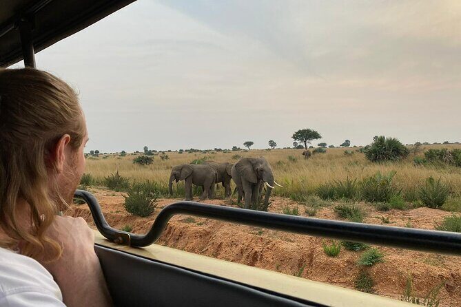 Murchison Falls National Park - 3 Days - Day 1: Ziwa Rhino and Wildlife Ranch to jump-start your safari