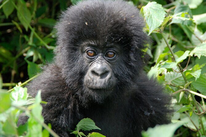 Private 3 Day Gorilla Trekking Safari in Uganda - Gorilla trekking in Bwindi: what the small-group setup really means