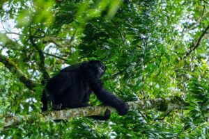 Private 3 Day Gorilla Trekking Safari in Uganda - The Entebbe drive: long hours, but built-in stops make it workable