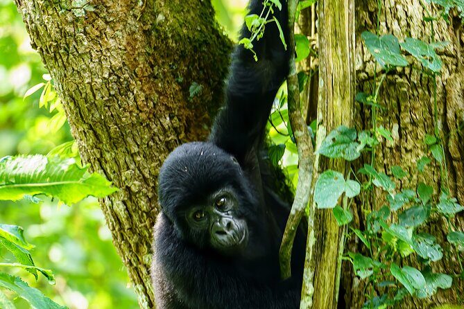 Private 3 Day Gorilla Trekking Safari in Uganda - Day 1: arrival welcome and the road to Bwindi’s oldest jungle