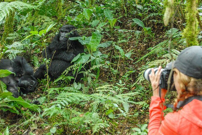 Private 3 Day Gorilla Trekking Safari in Uganda - Day 2 at Bwindi: registration, ranger briefing, and the real search on foot