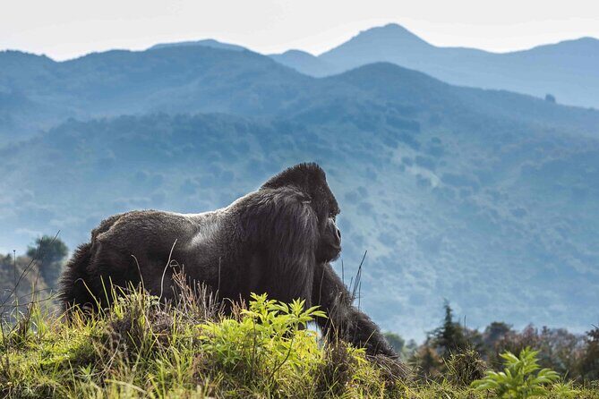 Private 3 Day Gorilla Trekking Safari in Uganda - The Batwa community visit: why it’s more than a box to check