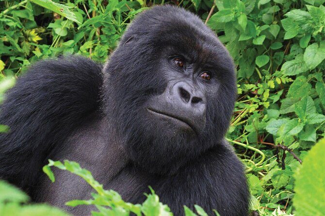 Private 3 Day Gorilla Trekking Safari in Uganda - Day 3: sunrise drive out, plus the Green Equator photo stop