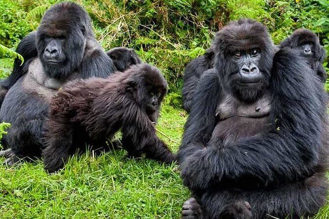 Private 3 Day Gorilla Trekking Safari in Uganda - Price and value: what $3,326 per person is buying you