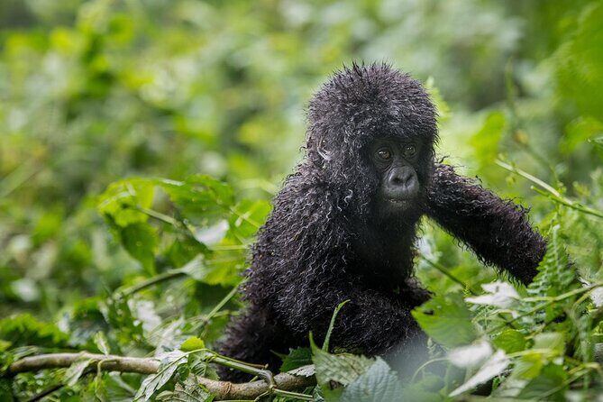 Private 3 Day Gorilla Trekking Safari in Uganda - Who this 3-day trek is best for (and who should think twice)