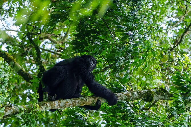 Private 3 Day Gorilla Trekking Safari in Uganda - The Entebbe drive: long hours, but built-in stops make it workable