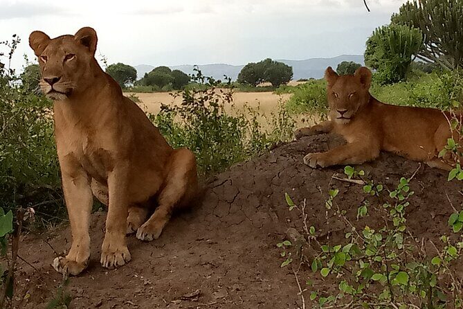 Private 3-Day Tour in Queen Elizabeth Park Safari - Who should book this 3-day Queen Elizabeth safari, and who should pause?