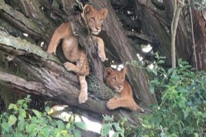 Queen Elizabeth Open Safari Jeeps for game drives. - Meeting at Kazinga Channel: smooth start, easy return