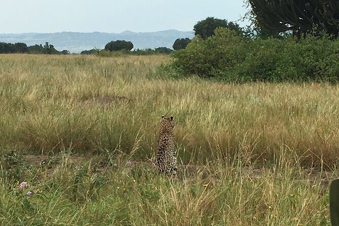 Queen Elizabeth Open Safari Jeeps for game drives. - The main event: a Queen Elizabeth National Park game drive