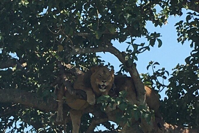Queen Elizabeth Open Safari Jeeps for game drives. - Lions, elephants, and the chase for the hard-to-see stuff