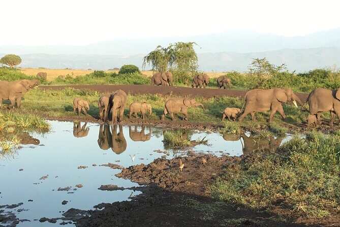 Queen Elizabeth Open Safari Jeeps for game drives. - Price and what’s actually included in the $55