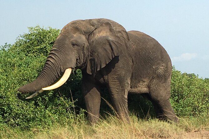 Queen Elizabeth Open Safari Jeeps for game drives. - Group size: shared safari, not a private show