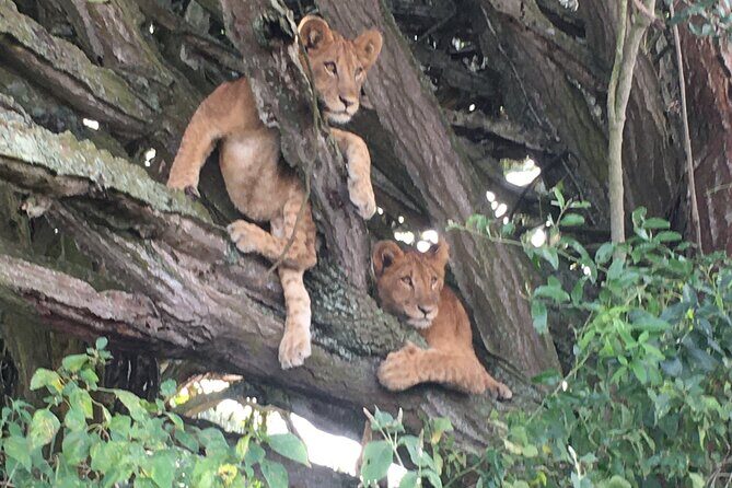 Queen Elizabeth Open Safari Jeeps for game drives. - Meeting at Kazinga Channel: smooth start, easy return