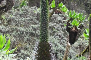 Rwenzori Mountains Trekking with Margherita Peak Summit - Lower Bigo Bog and Bujuku Lake: giant lobelias and cold bog reality