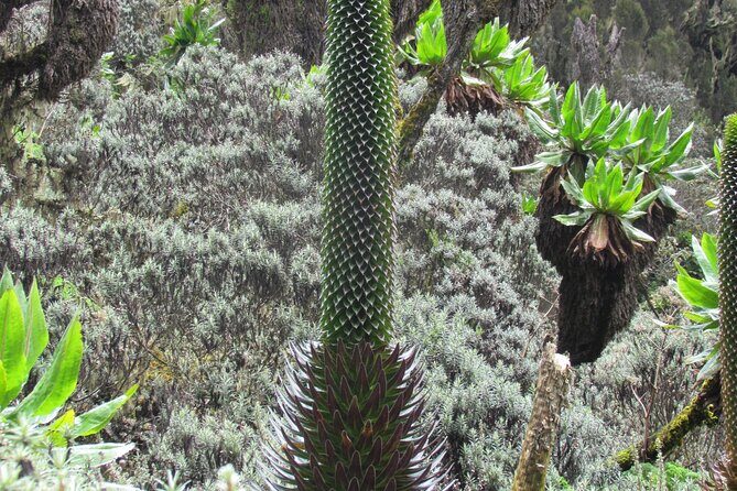Rwenzori Mountains Trekking with Margherita Peak Summit - Lower Bigo Bog and Bujuku Lake: giant lobelias and cold bog reality