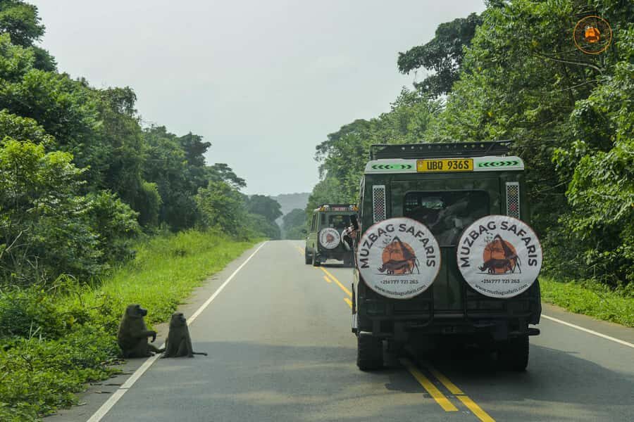 The Big5 3 Days Wildlife Adventure Experience in Uganda. - Pakuba lodge: a solid base after long, rewarding days