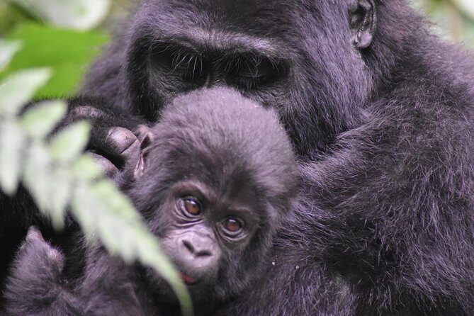 Three Days Gorilla Safaris In Uganda - Key highlights worth getting excited about
