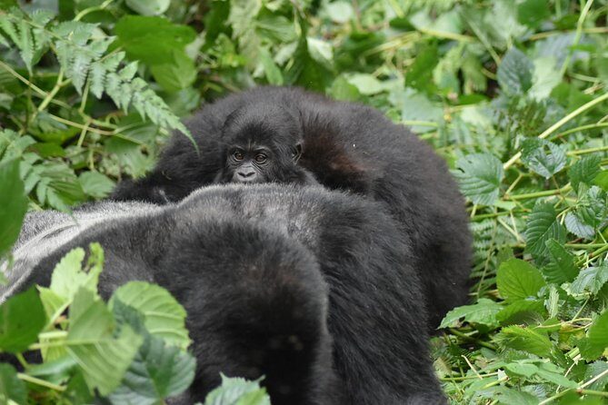 Three Days Gorilla Safaris In Uganda - Day 3: Bwindi back to Kampala, then Entebbe or your flight