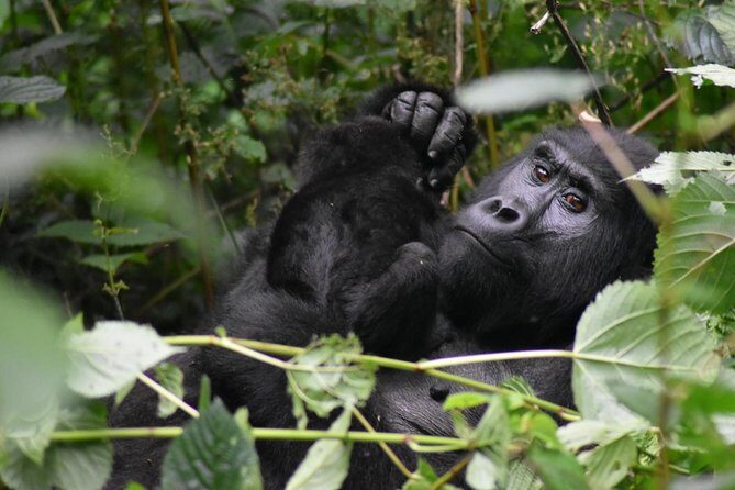 Three Days Gorilla Safaris In Uganda - Bright Safaris Uganda: service you can feel in the details