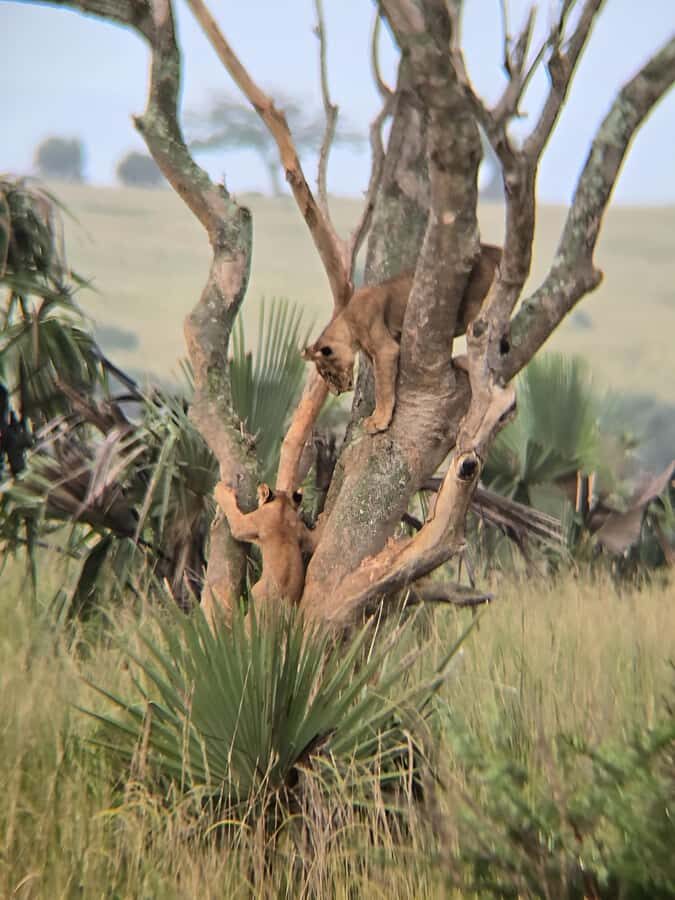 Uganda: 2-Day Murchison Falls Park Safari with Boat cruise - Key things that make this 2-day safari work