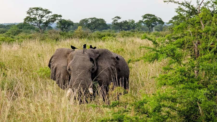 Uganda: 2-Day Murchison Falls Park Safari with Boat cruise - Why Murchison Falls fits perfectly into a 2-day safari