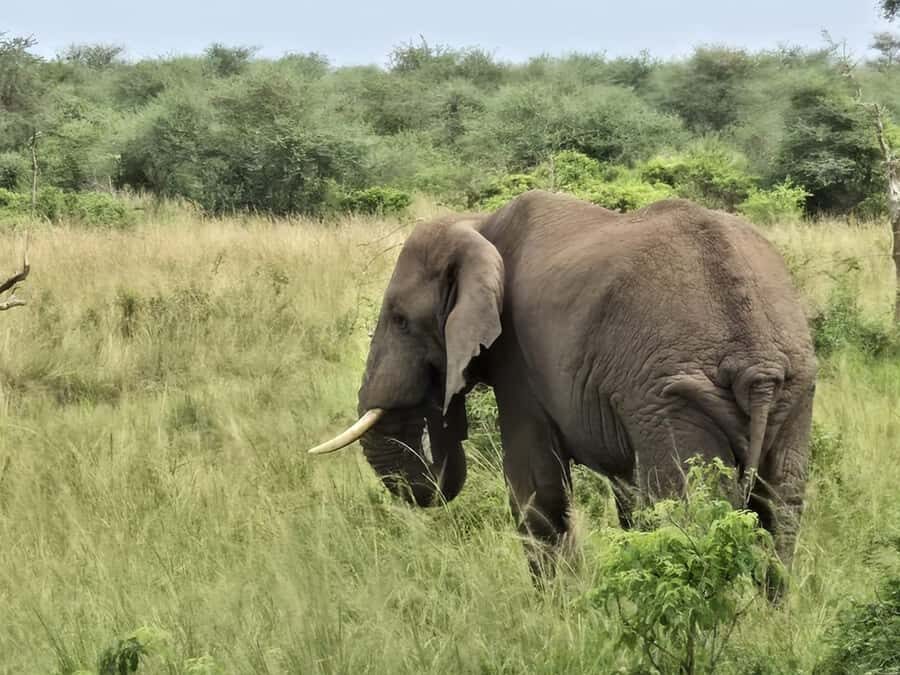 Uganda: 2-Day Murchison Falls Park Safari with Boat cruise - Overnight lodge: why that included dinner matters before an early safari