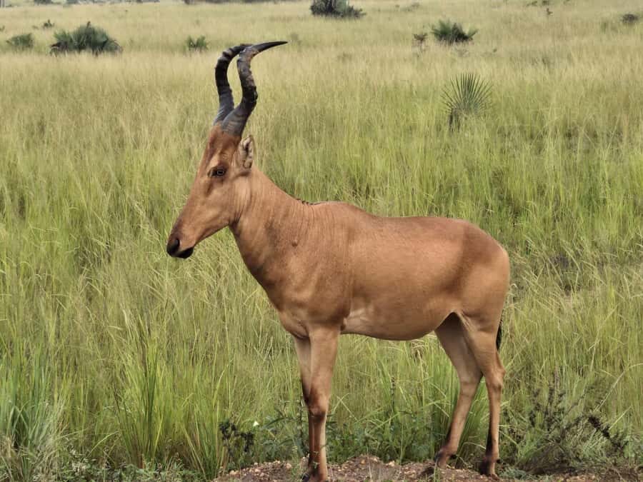 Uganda: 2-Day Murchison Falls Park Safari with Boat cruise - Day 2: the 6:00 AM game drive and the Top of the Falls finale