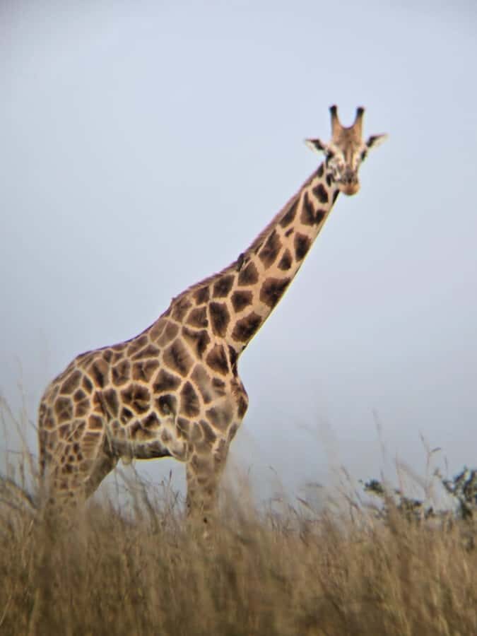 Uganda: 2-Day Murchison Falls Park Safari with Boat cruise - Wildlife and birding: what you can realistically watch for