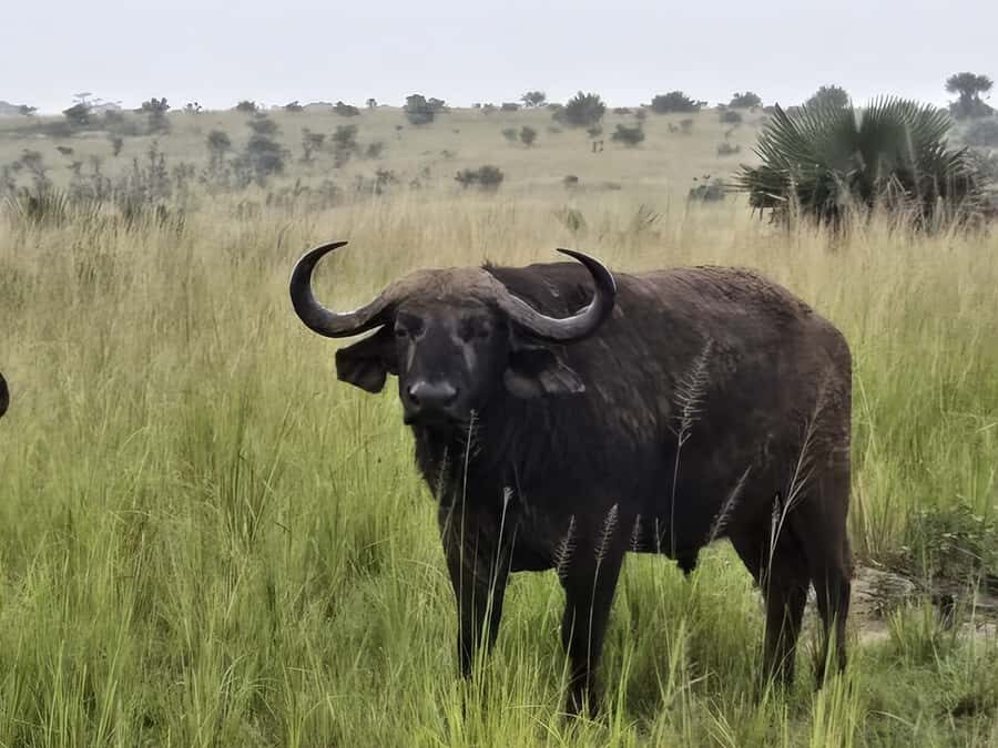 Uganda: 2-Day Murchison Falls Park Safari with Boat cruise - Price and value: is $680 per person a fair deal?