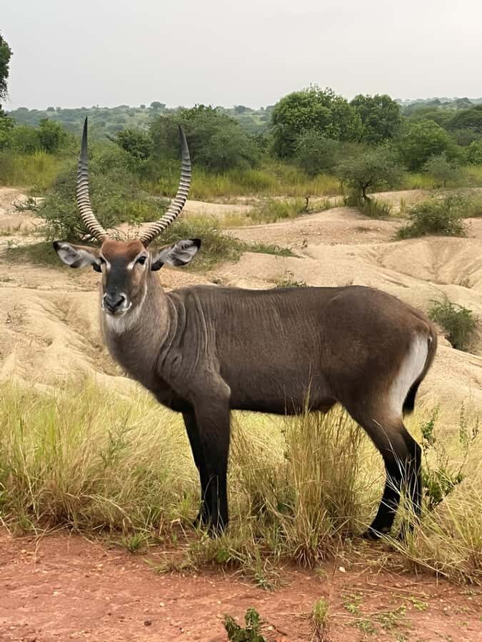 Uganda: 2-Day Murchison Falls Park Safari with Boat cruise - Guides, vehicles, and staying on schedule