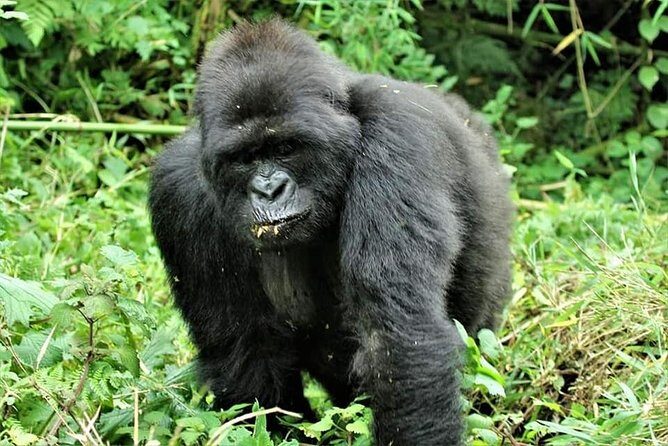 Uganda 4 days Gorilla Trekking - Key Highlights to Know Before You Go