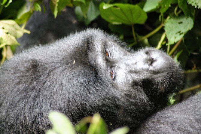Uganda Wildlife Holiday - 8 Days - Day 3: Kibale Forest chimp tracking (and more than just chimps)
