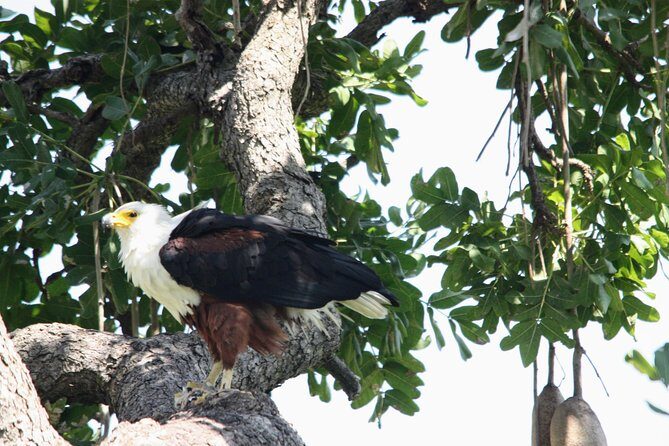 Uganda Wildlife Holiday - 8 Days - Day 5: Queen Elizabeth game drive plus Kazinga Channel cruise