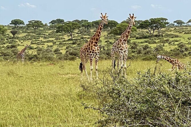 Unforgettable 3 days Murchison falls. - Key highlights worth your attention