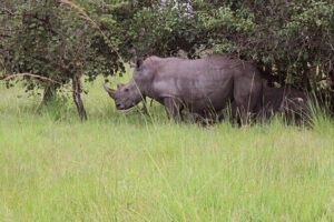Unforgettable 3 days Murchison falls. - Day 2 inside Murchison Falls National Park: early game drive, then lodge time
