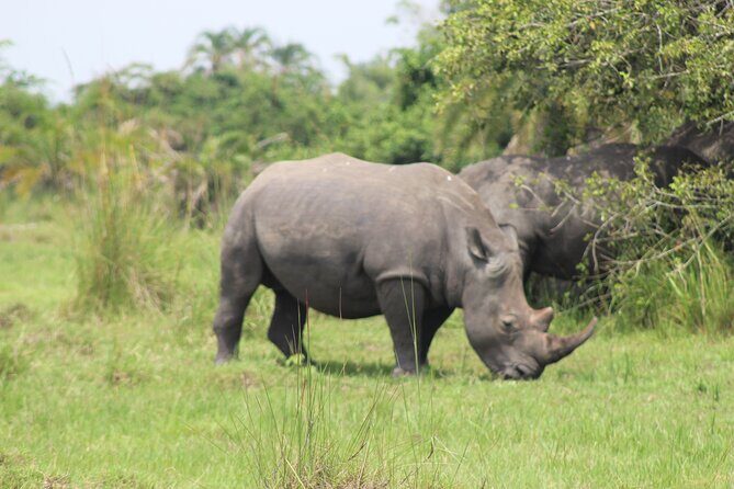 Unforgettable 3 days Murchison falls. - Private service and logistics: why the package feels easier than you expect