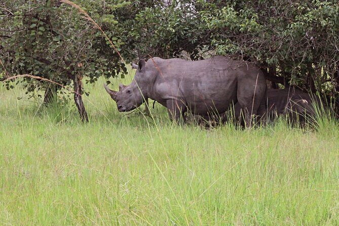 Unforgettable 3 days Murchison falls. - Day 2 inside Murchison Falls National Park: early game drive, then lodge time