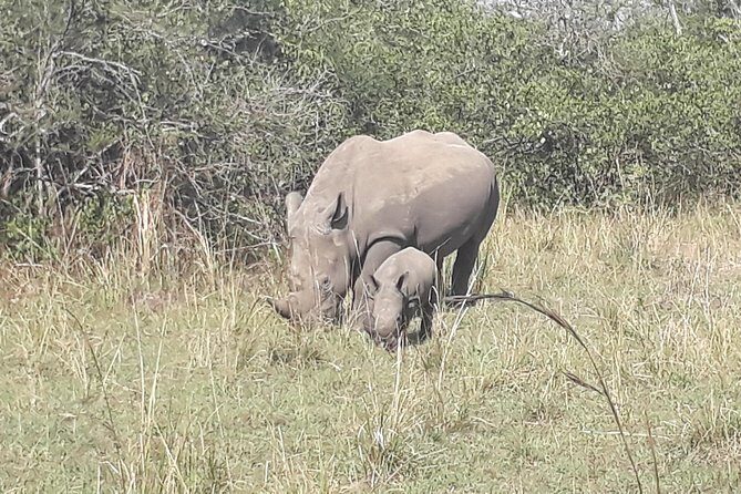 Zziwa Rhino Sanctuary Walking Safari - Why Ziwa Rhino Walks Work Best with a 7:00am Push