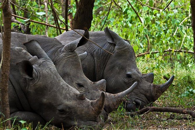 Zziwa Rhino Sanctuary Walking Safari - The Walking Safari at Ziwa Rhino and Wildlife Ranch (About 4 Hours)