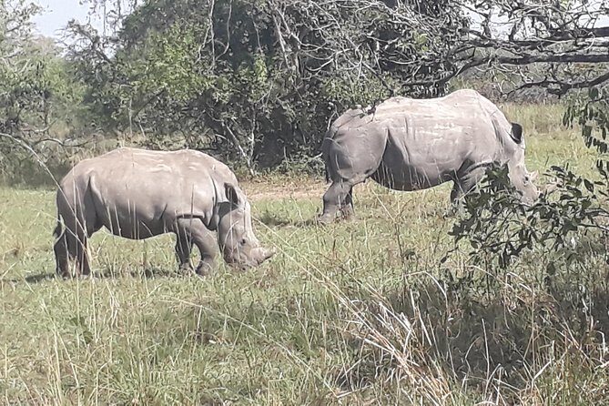 Zziwa Rhino Sanctuary Walking Safari - Lunch, Fees, and Transfers: The Real Value Check