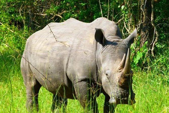 Zziwa Rhino Sanctuary Walking Safari - Timing, Tickets, and the Small Stuff That Affects Your Comfort