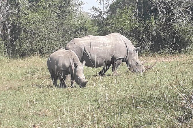 Zziwa Rhino Sanctuary Walking Safari - Who This Safari Day Trip Is Best For