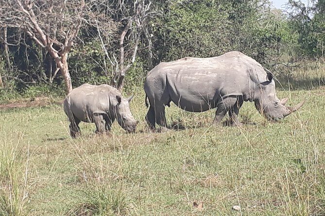 Zziwa Rhino Sanctuary Walking Safari - Should You Book the Zziwa Rhino Sanctuary Walking Safari?